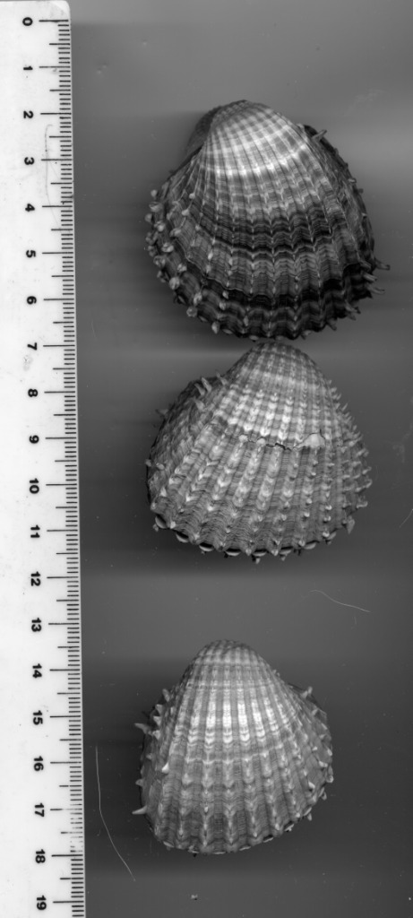 Acanthocardia aculeata o spinosa.